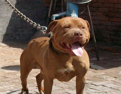 如何训练比特犬坐下（宠物狗的基本训练技巧，让你的比特犬成为乖巧的家庭宠物）
