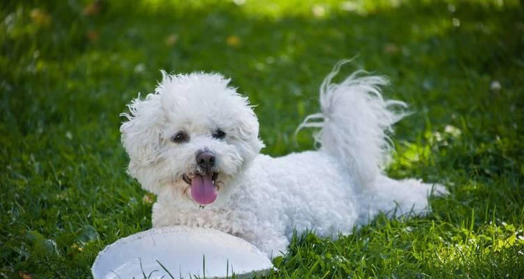 如何训练比熊犬灵活转弯（宠物教育技巧，让比熊犬跑得更快）