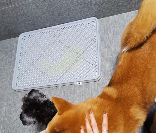 训练柴犬上厕所的技巧（从基本的信号开始，逐步培养好习惯）