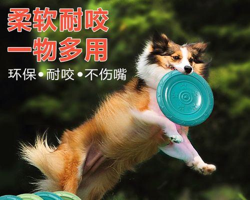 如何训练狗狗玩飞盘？（宠物主人必读的全面指南）