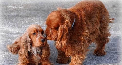 如何训练可卡犬听话（宠物犬训练方法分享，让你的可卡犬快速听从指令）