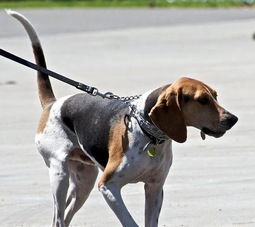 如何训练可卡犬做揖（一步步教您让宠物变得更可爱）