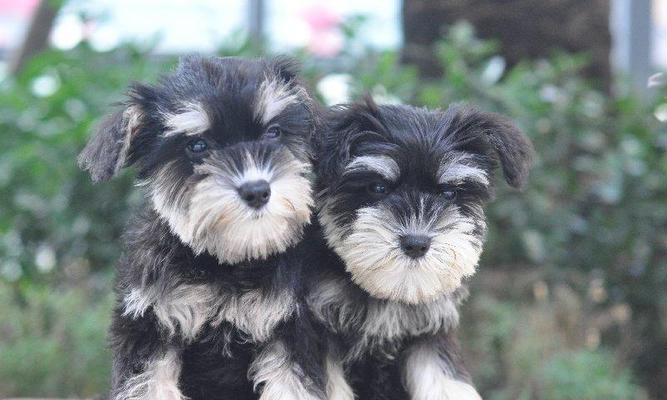 如何训练雪纳瑞成为优秀的看家犬