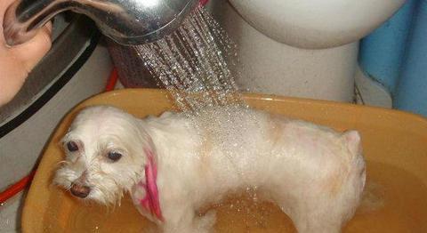 如何正确为宠物狗狗洗澡？（全面掌握洗狗狗的技巧和注意事项）