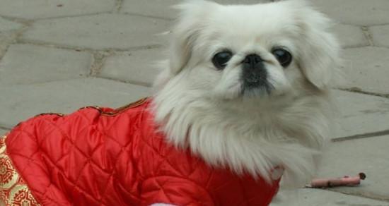 如何正确喂养京巴犬（养一只健康活泼的京巴犬，从正确喂养开始）