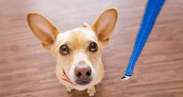 如何有效地制止宠物犬攻击人（保护人类安全，保障宠物幸福）