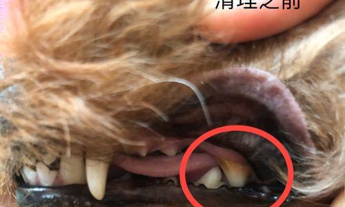 如何治疗狗狗牙结石？（宠物牙齿健康，关注从现在开始！）