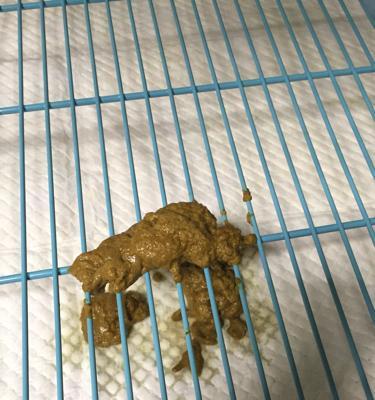 宠物拉稀怎么办？15种方法告诉你（掌握这些方法，让狗狗不再拉稀！）