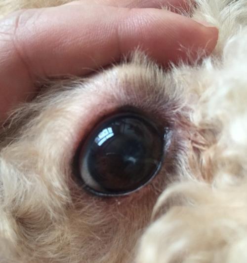 狗狗一只眼睛红肿，为什么？（探究狗狗眼睛红肿的原因及治疗方法）