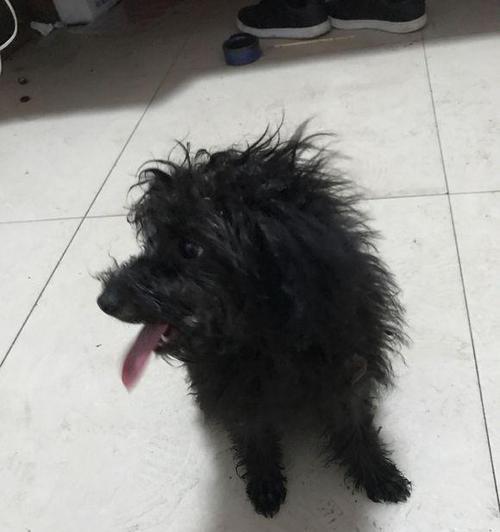 揭秘狗皮肤疙瘩黑色物质真相（探究宠物健康的关键，了解黑色物质的成因和处理方法）