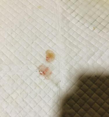 宠物狗吐白色粘稠液体带血丝，可能有这些原因