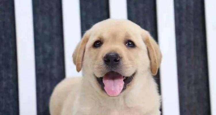 两个月大拉布拉多幼犬应该吃什么药？（宠物健康保障，药品选择需谨慎）