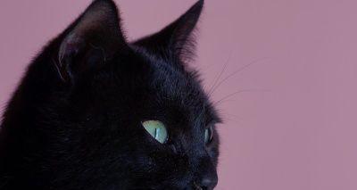 如何处理宠物猫咪眼睛下黑色物质（清洁的正确方法和对症治疗的注意事项）