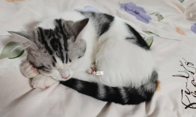揭秘猫咪睡在主人枕头上的真相（揭开猫咪喜欢睡在主人枕头的神秘面纱，探究它们行为背后的含义）