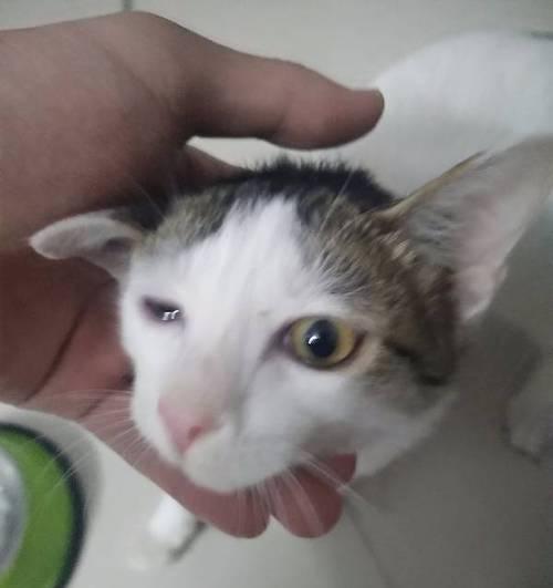 小猫流泪的原因（探寻一只眼睛老流泪的小猫的健康问题）