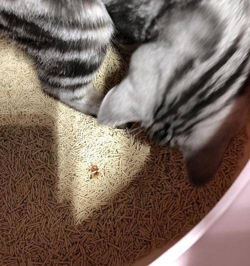 如何帮助宠物猫咪恢复健康（探究小猫咪拉肚子和食欲不佳的原因及解决方法）