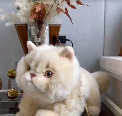如何安全地长途运输猫咪？（猫咪怎么长途运输？-以宠物为主）