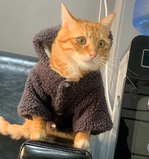 让宠物猫咪穿衣服的好处（照顾猫咪健康的一举措）