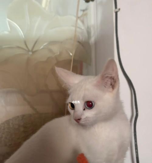 宠物美短生出纯白小猫的品种（探寻美短纯白小猫的神秘魅力）
