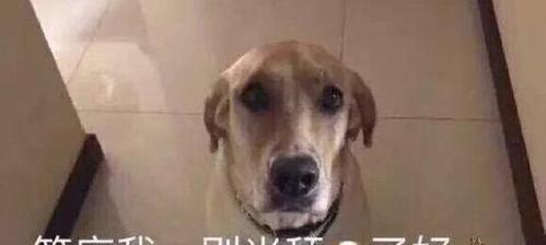 宠物之间的友情（小狗才不会在意，舔狗必看！）