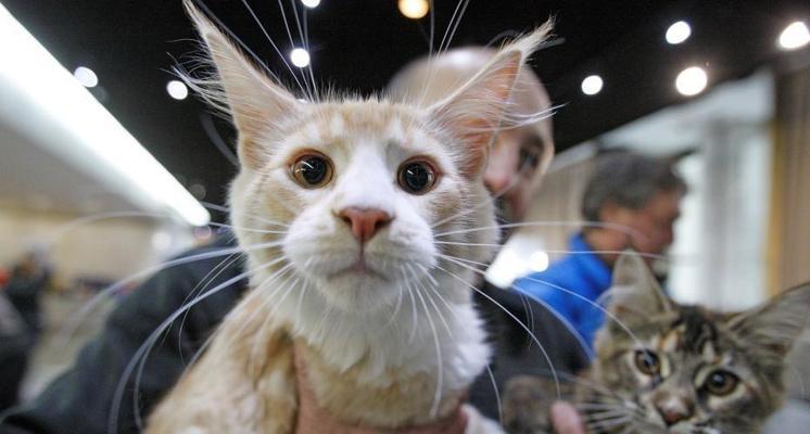 宠物遭遇战争残酷现实（以俄罗斯蓝小猫与乌克兰伤亡小猫为例，探讨战争对宠物的影响）