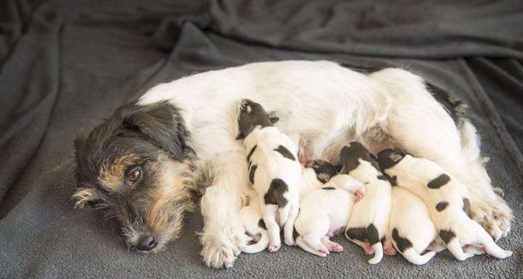 宠物养成之幼犬多少天断奶？（以法牛幼犬为例，养成小窍门解析）