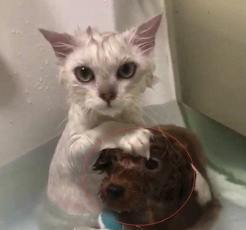 猫咪为何会翻肠子？（了解胃肠问题，让宠物更健康。）