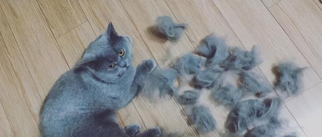 养宠物猫咪是否会传染禽流感？（在屋子里养猫咪需要注意哪些问题？）
