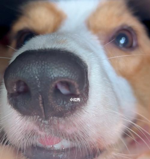 狗狗为什么会从鼻子里发出声音？（揭秘狗狗特有的鼻音现象，探寻其原因与影响）
