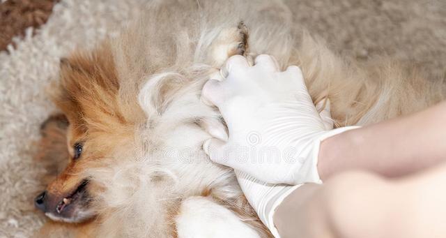 狗狗脊椎钙化，如何有效治疗？（以宠物为主，科学疗法重现健康。）