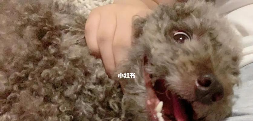 狗狗卡住了想吐却吐不出来？这可能是宠物消化系统疾病的警示
