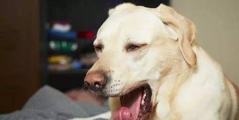 狗狗咳嗽吐白色粘液是什么病？（了解狗狗咳嗽的原因和处理方法，关爱宠物健康。）