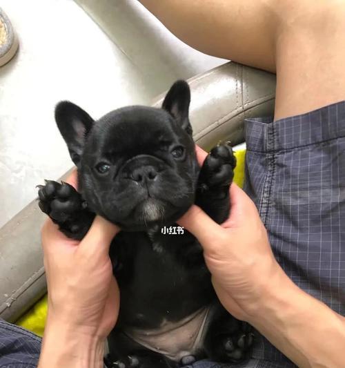 狗狗排便为什么会发黑？（黑色便便的原因和解决方法）