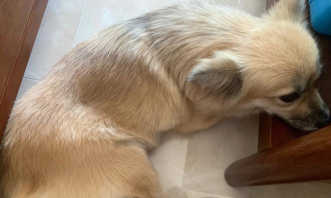 宠物狗狗胃疼应该如何缓解？（从饮食、运动、药物等多方面帮助宠物狗狗缓解胃疼）