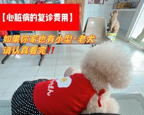 爱心护理，宠爱狗狗心脏（狗狗心脏不好怎么办？如何保养？）