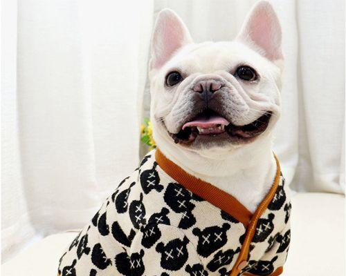 狗狗被斗牛犬撞掉牙齿,如何保护宠物的口腔健康(探究狗狗口腔健康的重要性和如何预防口腔损伤)