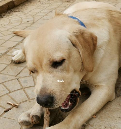 如何训练狗狗停止咬人？（打造友好的宠物关系，避免伤害情况发生。）