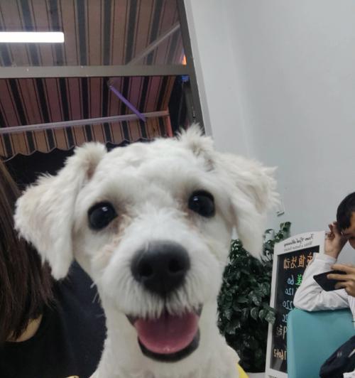 狗狗的自卑心理与剃毛问题（宠物也有自尊心，剃毛需谨慎）