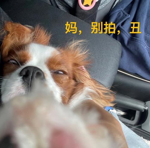 狗狗被欺负该怎么办？（以宠物为主，掌握正确方法让狗狗远离欺负）
