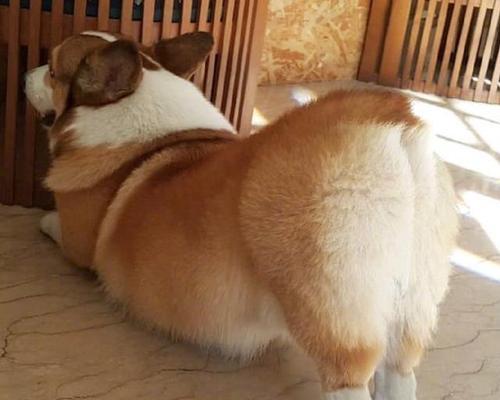 为什么狗狗总是翘起屁股？（探究狗狗咬屁股的原因与解决方法）