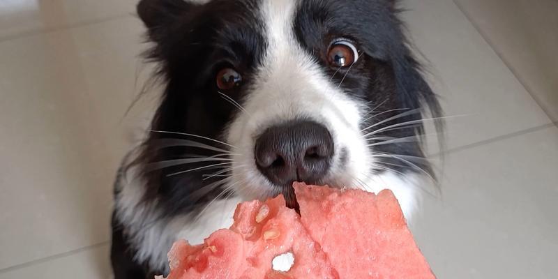 狗能吃西瓜吗？一起看看宠物和西瓜的奇妙组合！（了解狗狗和西瓜的营养需求，做出明智的选择）