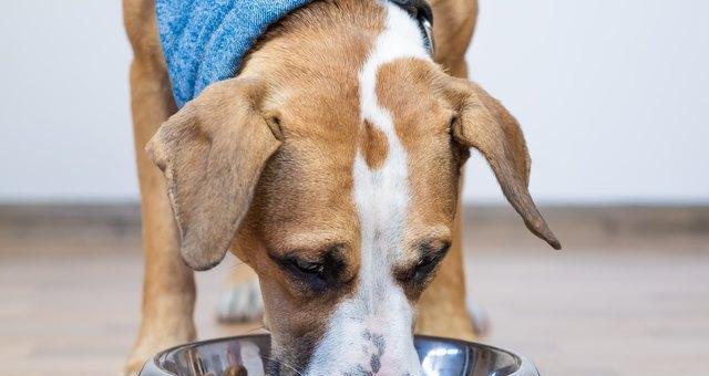 幼狗吃成年狗粮会有哪些影响？