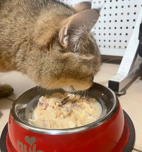 过期的蛋黄小猫小猫多久吃一次蛋黄（以宠物为主，如何正确喂养小猫？）