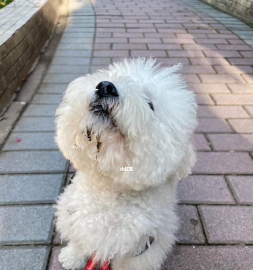 好狗狗好狗狗（爱犬成长的点滴、照顾它的注意事项、与它建立深厚的感情）