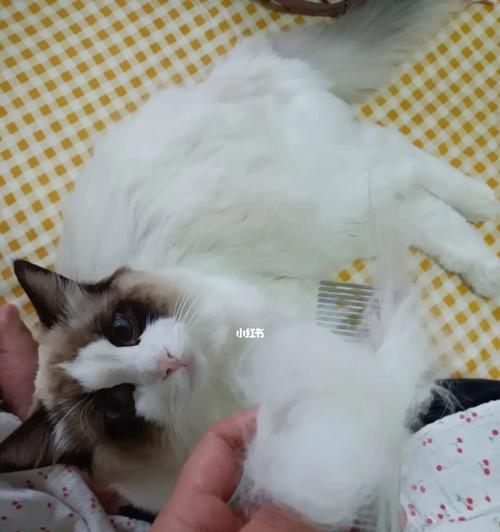 猫咪换季掉毛，剃毛好吗？（宠物爱好者必看，了解猫咪换季掉毛的原因和剃毛的利弊）