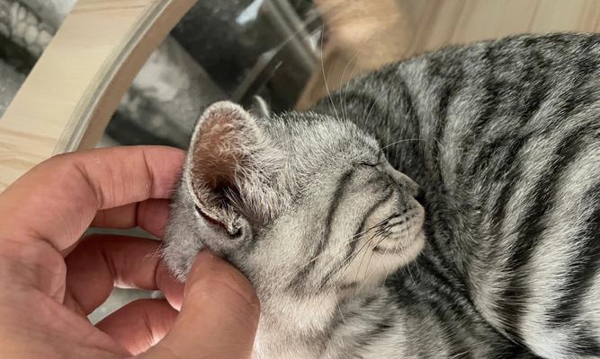 如何保持猫咪耳朵的健康？（掌握清洁技巧，预防常见耳部问题）
