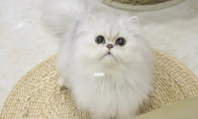 金吉拉猫配蓝猫，这个“豪华组合”要多少钱？（以宠物为主的高端繁殖市场，让人爱恨交加）