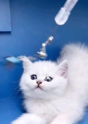 小猫蓝眼睛的美妙之旅（探秘以蓝色眼睛的小猫博主家的日常生活）
