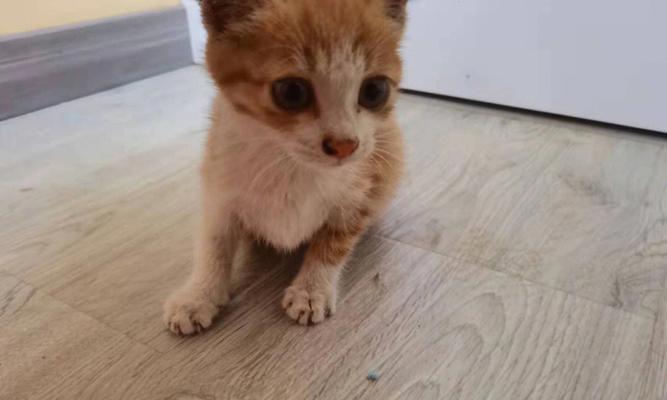领养猫的重要性（大猫还是小猫？选择哪一个更合适？）