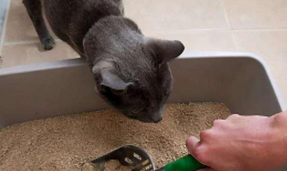 宠物猫咪爱拉大便的原因和处理方法（为什么猫咪会爱拉大便？如何帮助猫咪减少大便次数？）